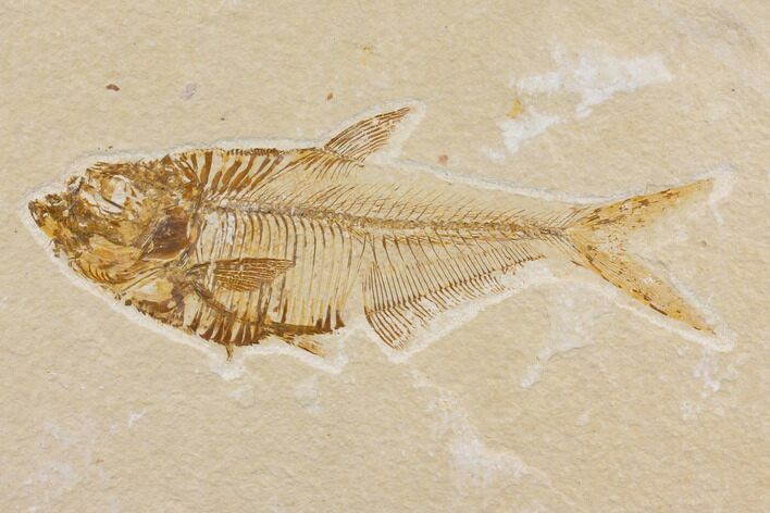 Fossil Fish (Diplomystus) - Green River Formation #150679